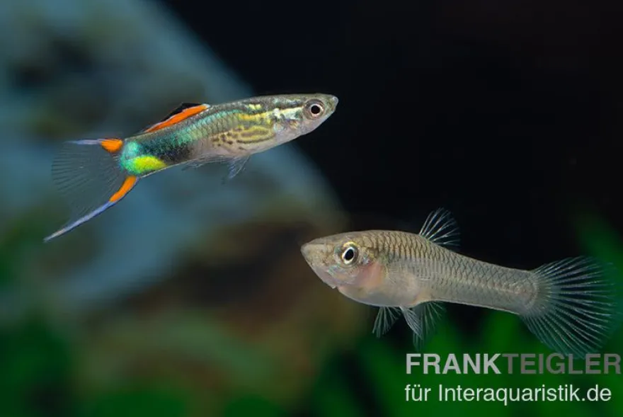 Endler Guppy Emerald Green, Poecilia wingei, Zufällig ausgewählt