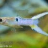 Endler Guppy Japan Blue, Poecilia wingei, paarweise (Minifisch)