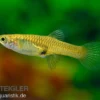 Endler Guppy lime green, Poecilia wingei, DNZ, paarweise
