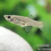 Endler Guppy, Poecilia wingei, paarweise (Minifisch)