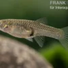 Endler Guppy "Super Red", Poecilia wingei, DNZ, paarweise
