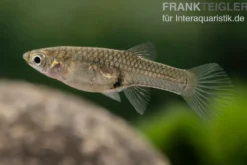 Endler Guppy "Super Red", Poecilia wingei, DNZ, paarweise