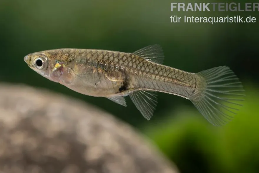 Endler Guppy "Super Red", Poecilia wingei, DNZ, paarweise