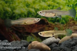 Endler-Guppy Weibchen Farbmix, Poecilia wingei