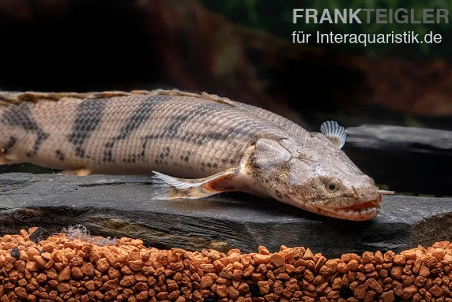 Endlichers Flösselhecht, Polypterus endlicherii