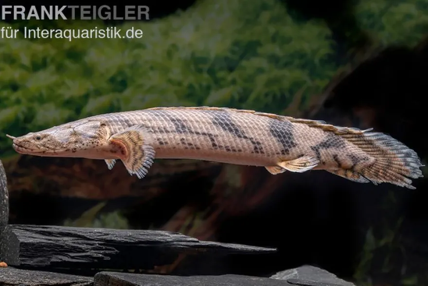 Endlichers Flösselhecht, Polypterus endlicherii
