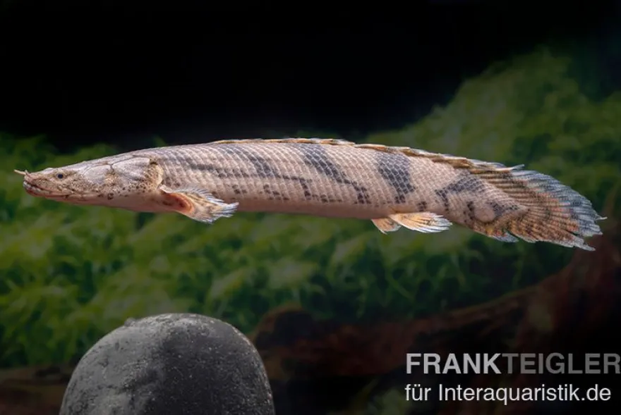 Endlichers Flösselhecht, Polypterus endlicherii