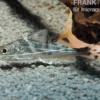Engel-Antennenwels, Pimelodus pictus