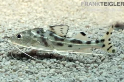Engel-Antennenwels, Pimelodus pictus