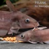 Equinus-Korallenwels, Neosilurus equinus