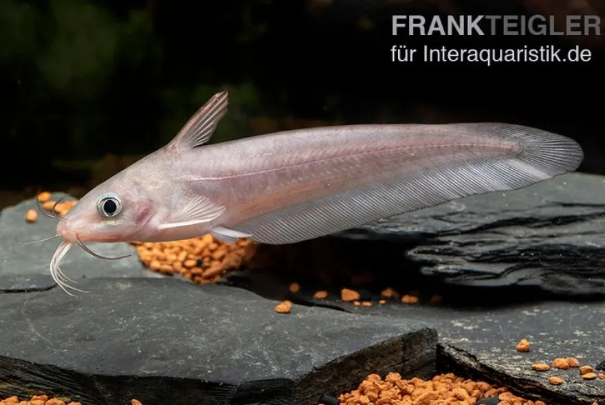 Equinus-Korallenwels, Neosilurus equinus