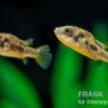 Erbsenkugelfisch, Carinotetraodon travancoricus (Minifisch)