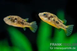 Erbsenkugelfisch, Carinotetraodon travancoricus (Minifisch)