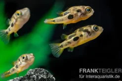 Erbsenkugelfisch, Carinotetraodon travancoricus (Minifisch)