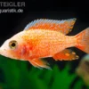 Erdbeer-Aulonocara, Aulonocara spec. Strawberry super red, 5-6 cm