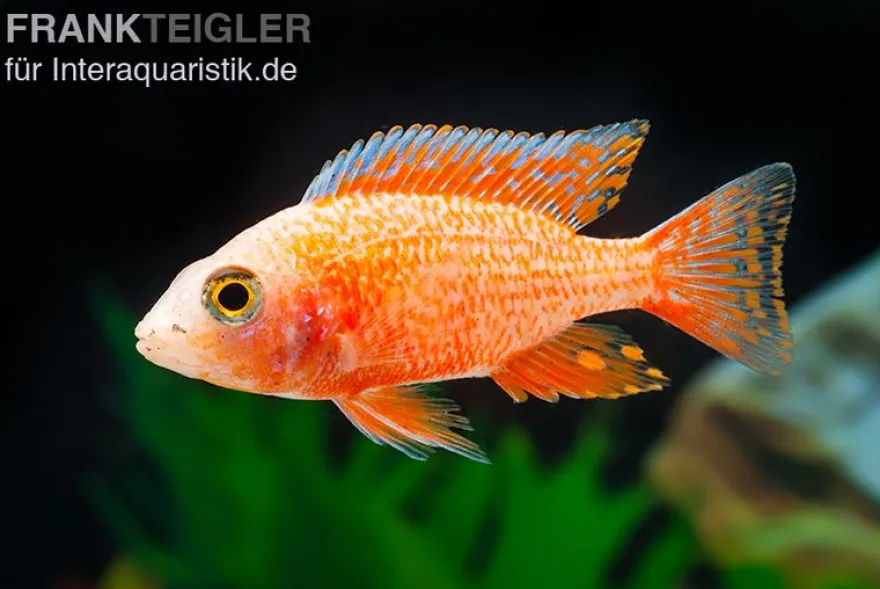 Erdbeer-Aulonocara, Aulonocara spec. Strawberry super red, 5-6 cm