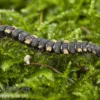 Erdbeer-Bandfüßer, Prepodesmus ornatus