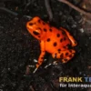 Erdbeerfröschchen, Oophaga pumilio Colon "Strawberry"
