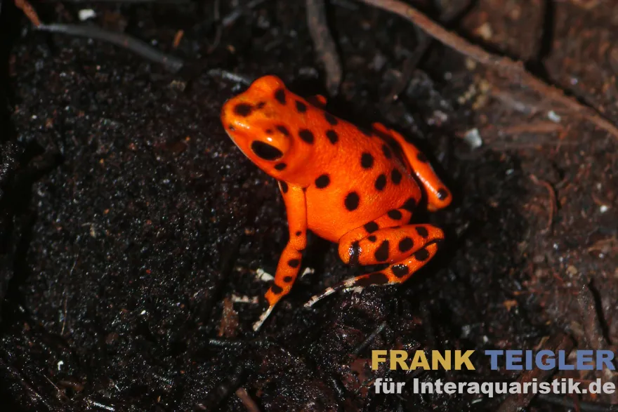 Erdbeerfröschchen, Oophaga pumilio Colon "Strawberry"