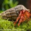 Erdbeer Landeinsiedlerkrebs, Coenobita perlatus