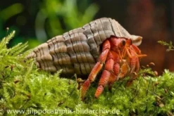 Erdbeer Landeinsiedlerkrebs, Coenobita perlatus