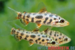 Erdbeer-Leporinus, Leporinus sp. "Strawberry"