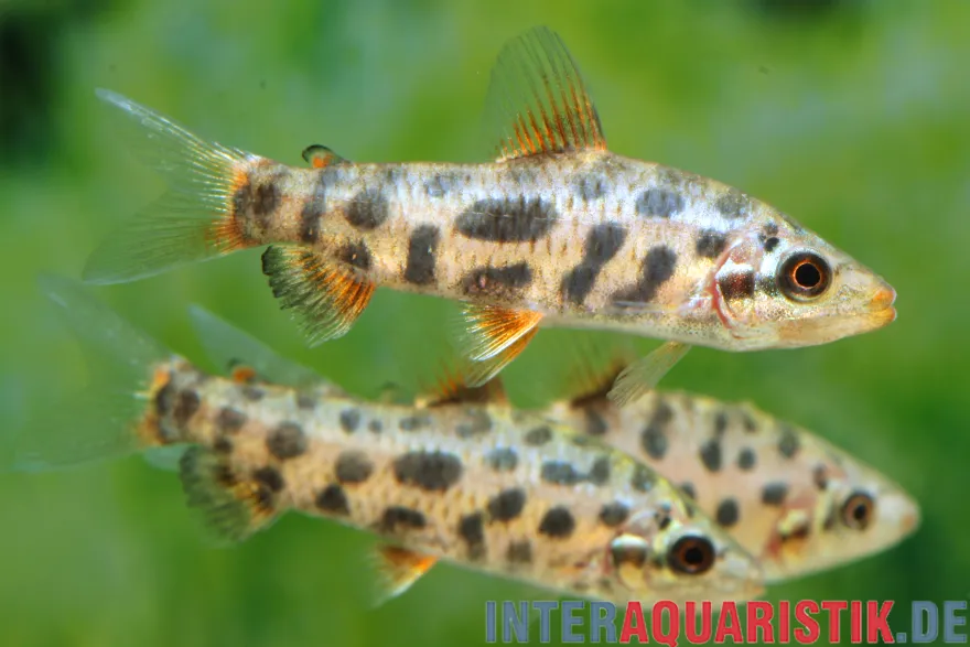 Erdbeer-Leporinus, Leporinus sp. "Strawberry"