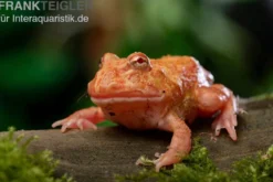 Erdbeer-Pacman-Frog, Ceratophrys cranwelli strawberry