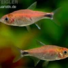 Erdbeersalmler, Axelrodia riesei (Minifisch)