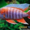 Eureka-Kaiserbuntbarsch, Aulonocara jacobfreibergi "Eureka", 7-9 cm DNZ