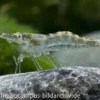 Europäische Garnele, Atyaephyra desmaresti (Kaltwasser)