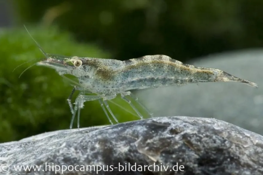 Europäische Garnele, Atyaephyra desmaresti (Kaltwasser)