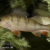 Europäischer Flußbarsch, Perca fluviatilis, 6-10 cm (Kaltwasser)