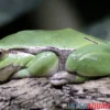 Europäischer Laubfrosch, Hyla arborea