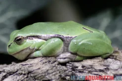 Europäischer Laubfrosch, Hyla arborea