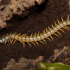 Europäischer Riesenläufer, Scolopendra cingulata
