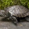 Europäische Sumpfschildkröte, Emys orbicularis DNZ
