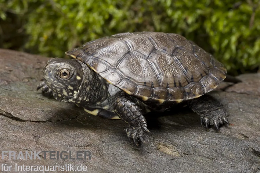 Europäische Sumpfschildkröte, Emys orbicularis DNZ