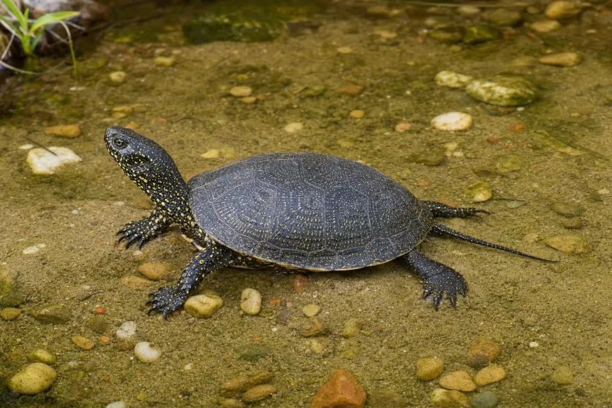Europäische Sumpfschildkröte, Emys orbicularis
