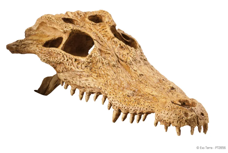 Exo Terra Crocodile Kopf 23x12x7,5 cm