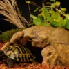 Exo Terra Landschildkröten Höhle
