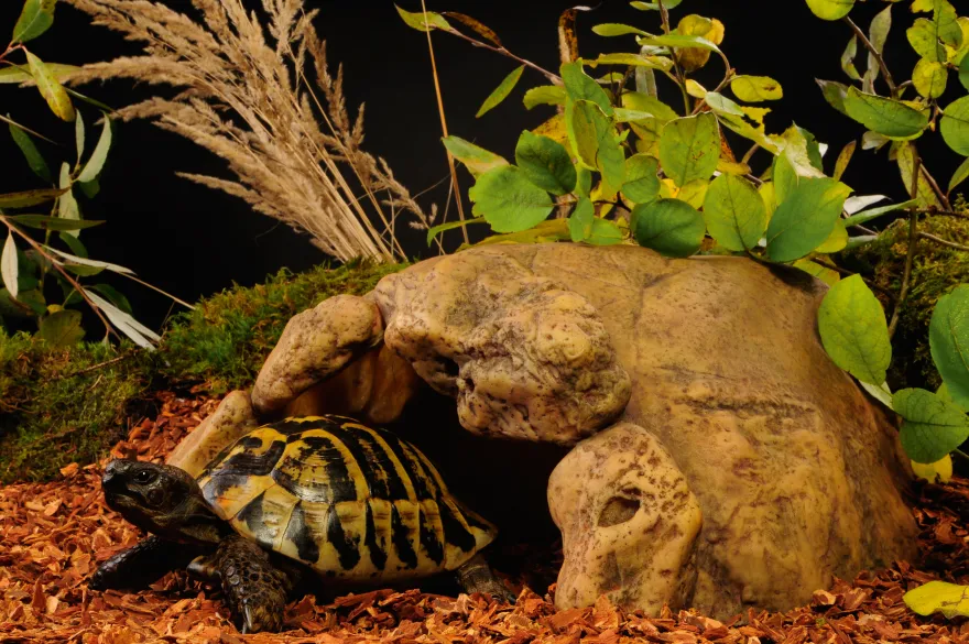 Exo Terra Landschildkröten Höhle