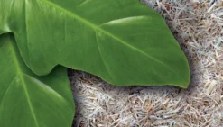 Exo Terra Substrat für Schlangen 8,8 l