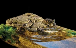 Exo Terra Turtle Bank klein