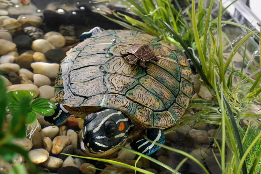 Exo Terra Turtle Turtle Island