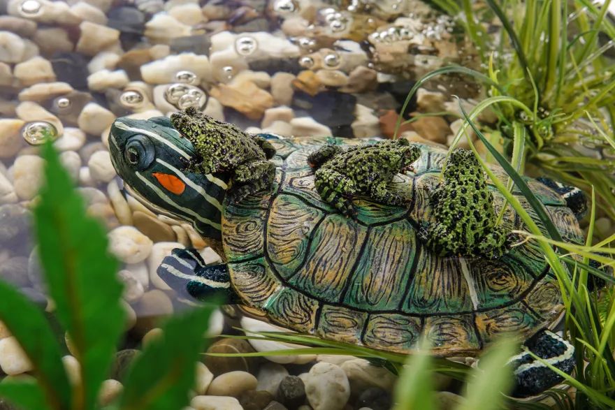 Exo Terra Turtle Turtle Island