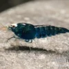 Extreme Black King Kong Garnele, Caridina spec. Extreme Black King Kong (Taiwan Bee)