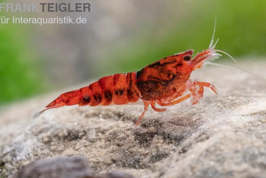 Extreme Red King Kong Garnele, Caridina spec. Extreme Red King Kong (Taiwan Bee)