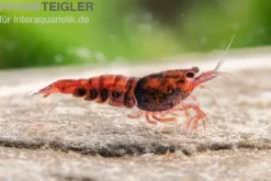 Extreme Red King Kong Garnele, Caridina spec. Extreme Red King Kong (Taiwan Bee)