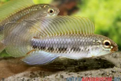 Fadenflossen-Zwergbuntbarsch, Apistogramma iniridae, paarweise